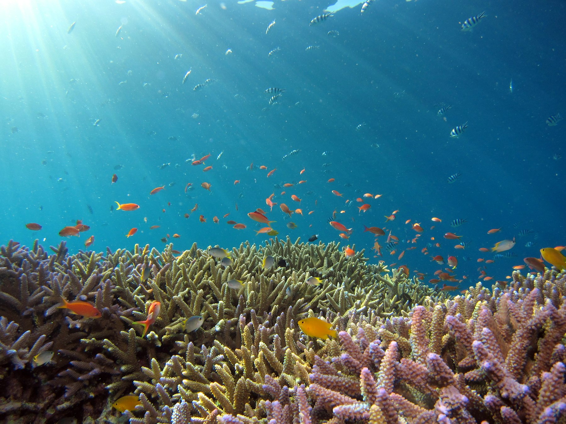 Reefs a few fin-kicks from shore